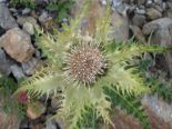 Alpen_Kratzdistel.jpg