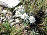 Edelweiss.jpg